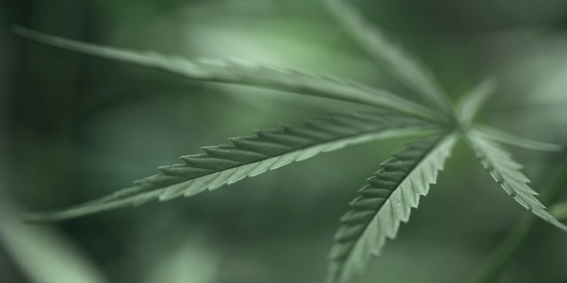Close-up of a cannabis leaf